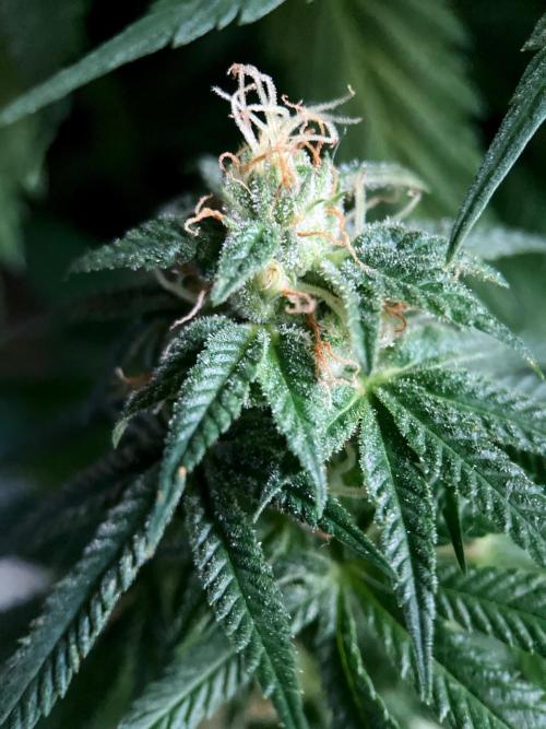 3M 🍁 NL x Thai. Week 13