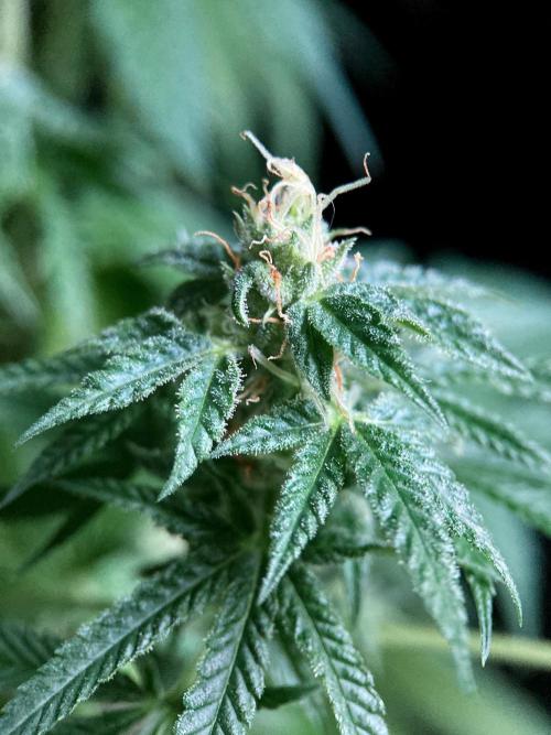 3M 🍁 NL x Thai. Week 13