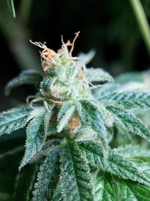 3M 🍁 NL x Thai. Week 13