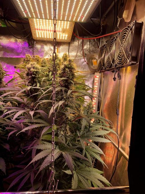 3M 🍁 NL x Thai. Week 13 - The corner