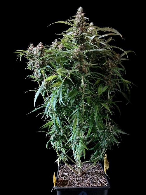 3M ❌ Tangie x Brazil. Week 16
