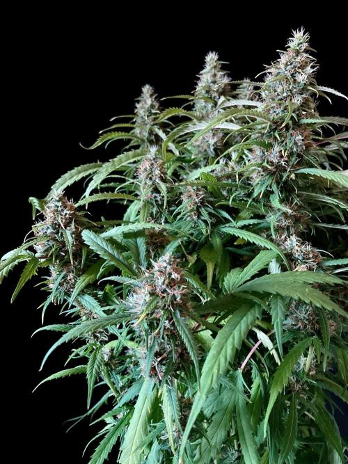 3M ❌ Tangie x Brazil. Week 16