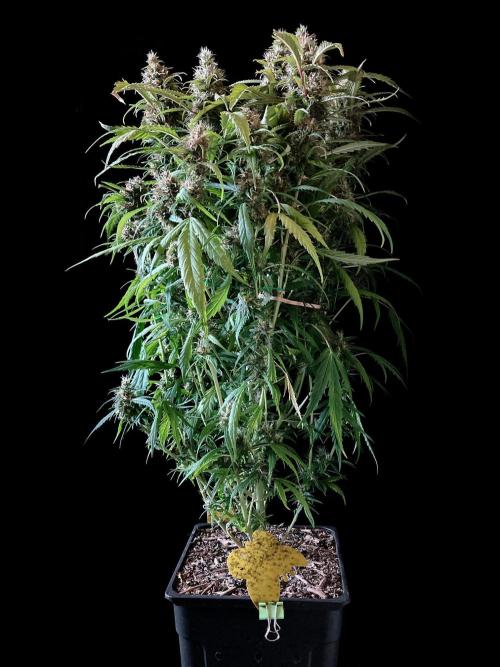 3M ❌ Tangie x Brazil. Week 16