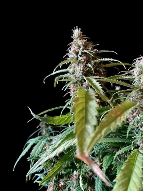 3M ❌ Tangie x Brazil. Week 16
