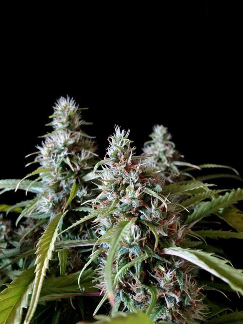 3M ❌ Tangie x Brazil. Week 16