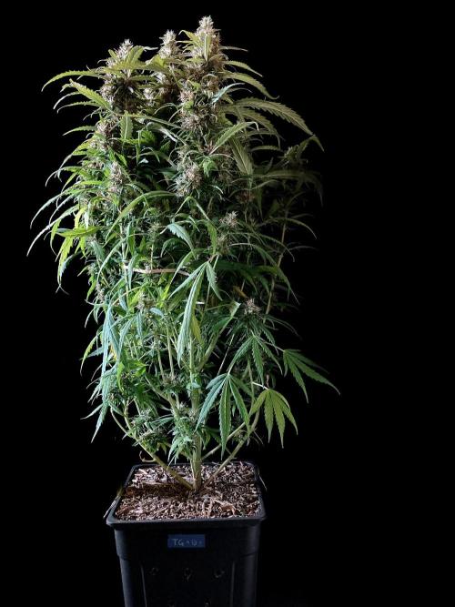 3M ❌ Tangie x Brazil. Week 16