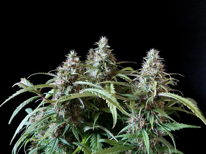 3M ❌ Tangie x Brazil. Week 16