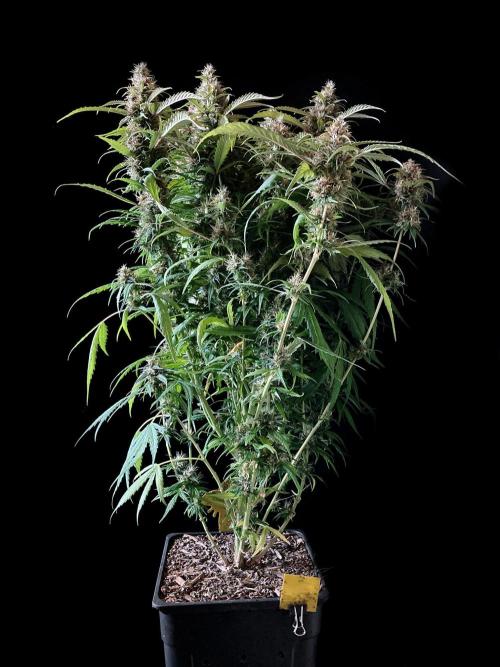 3M ❌ Tangie x Brazil. Week 16