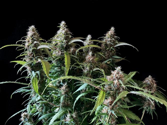 3M ❌ Tangie x Brazil. Week 16