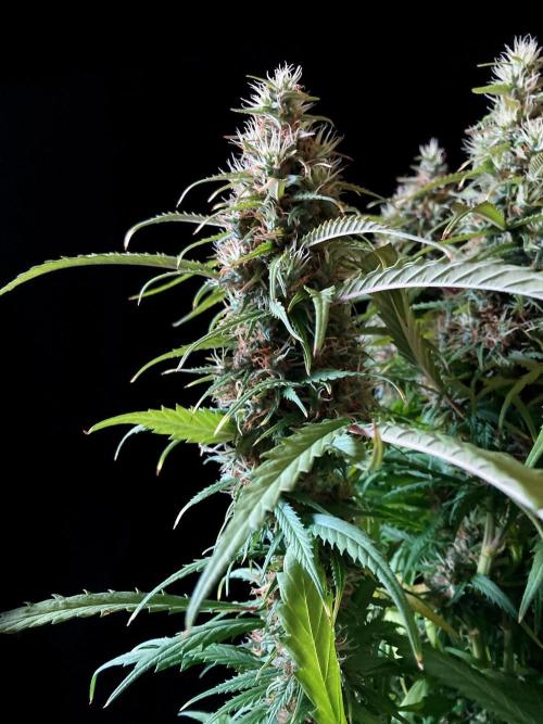 3M ❌ Tangie x Brazil. Week 16