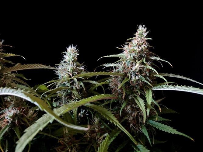 3M ❌ Tangie x Brazil. Week 16