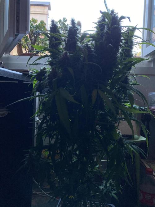 3M ❌ Tangie x Brazil. Week 16