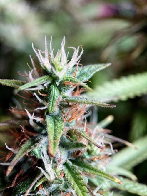 3M ❌ Tangie x Brazil. Week 16