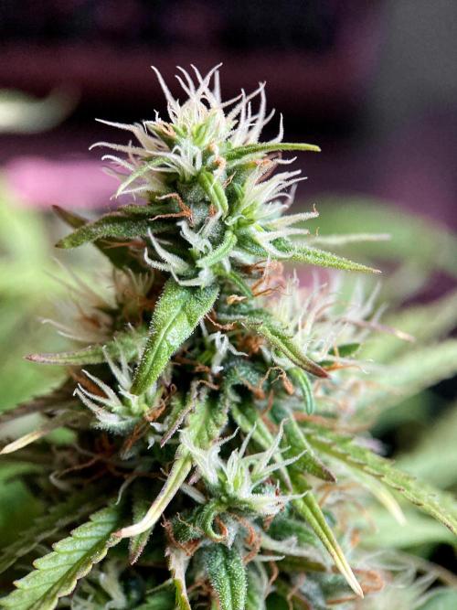 3M ❌ Tangie x Brazil. Week 16