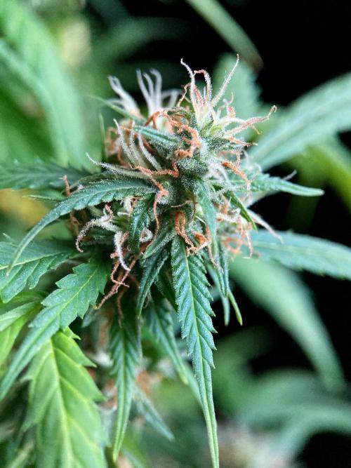 3M ❌ Tangie x Brazil. Week 16