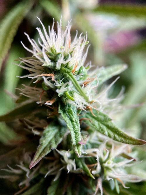 3M ❌ Tangie x Brazil. Week 16