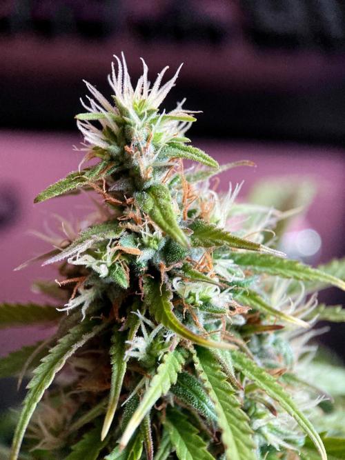 3M ❌ Tangie x Brazil. Week 16