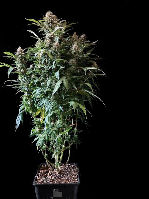 3M 👩 Runtz x Brazil. Week 16