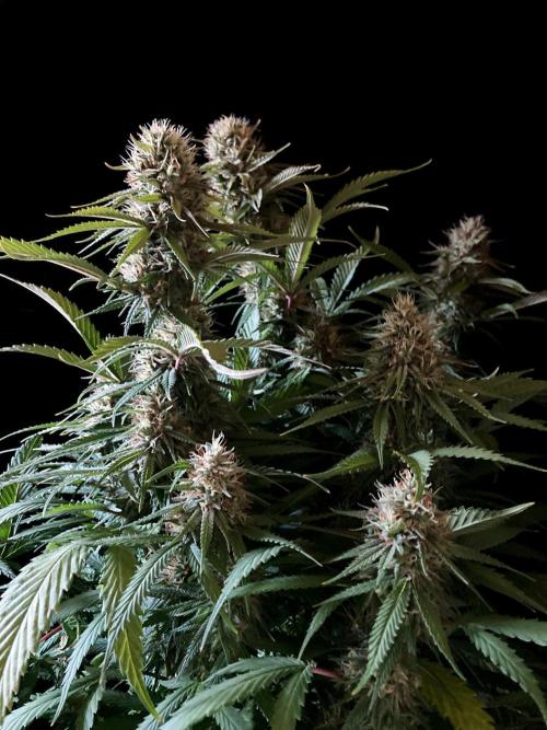 3M 👩 Runtz x Brazil. Week 16