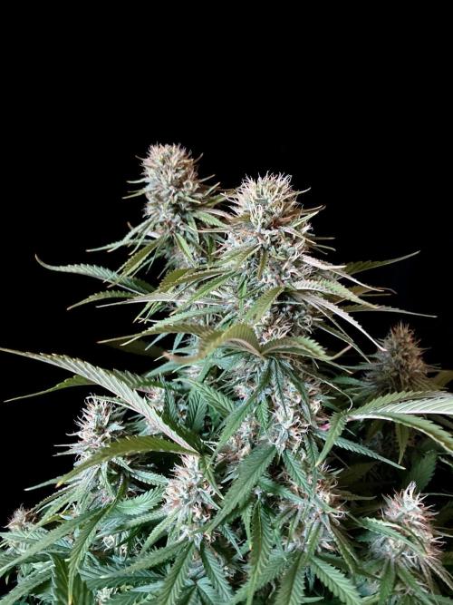 3M 👩 Runtz x Brazil. Week 16