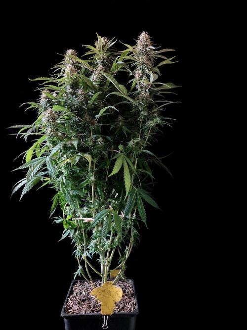 3M 👩 Runtz x Brazil. Week 16