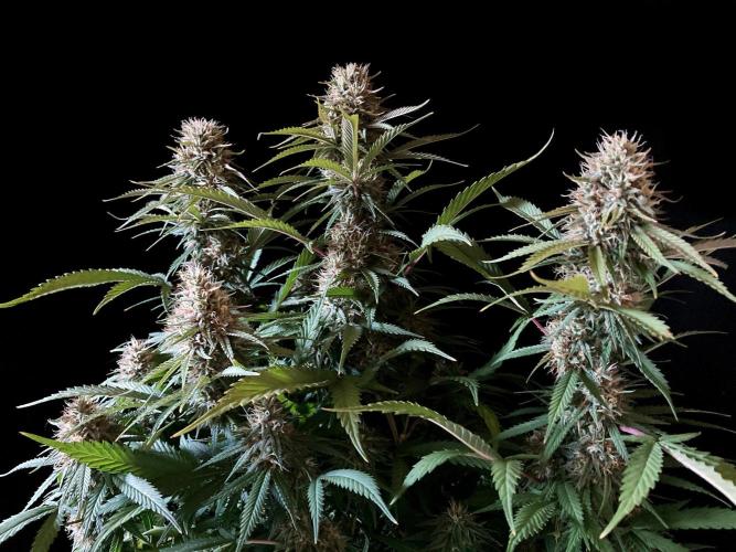 3M 👩 Runtz x Brazil. Week 16