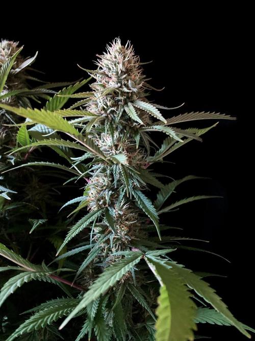 3M 👩 Runtz x Brazil. Week 16