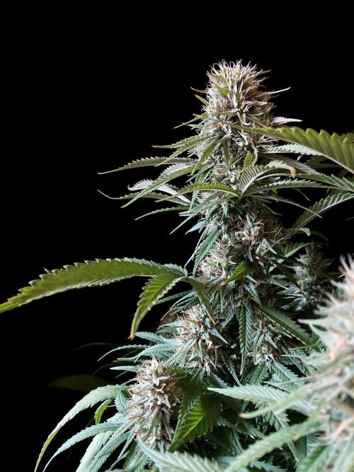 3M 👩 Runtz x Brazil. Week 16