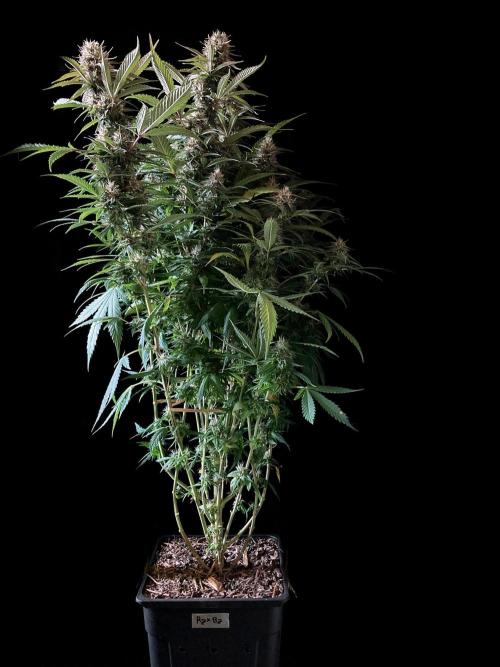 3M 👩 Runtz x Brazil. Week 16