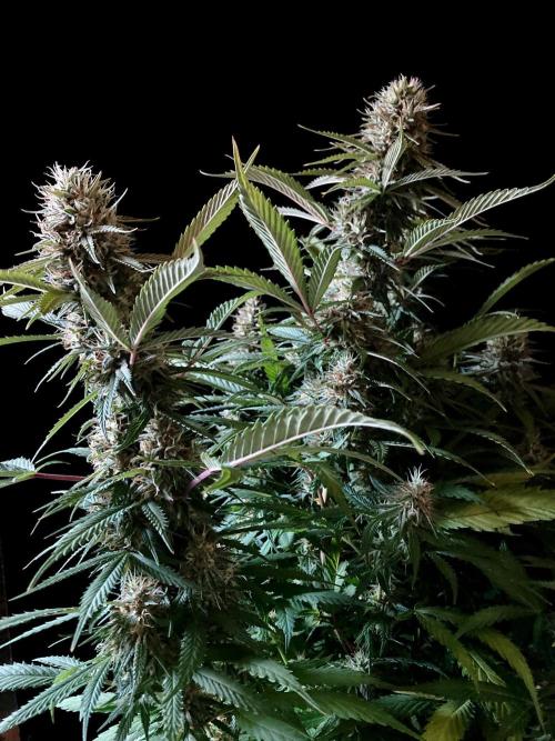 3M 👩 Runtz x Brazil. Week 16