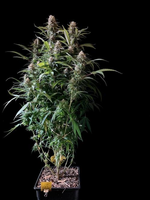 3M 👩 Runtz x Brazil. Week 16
