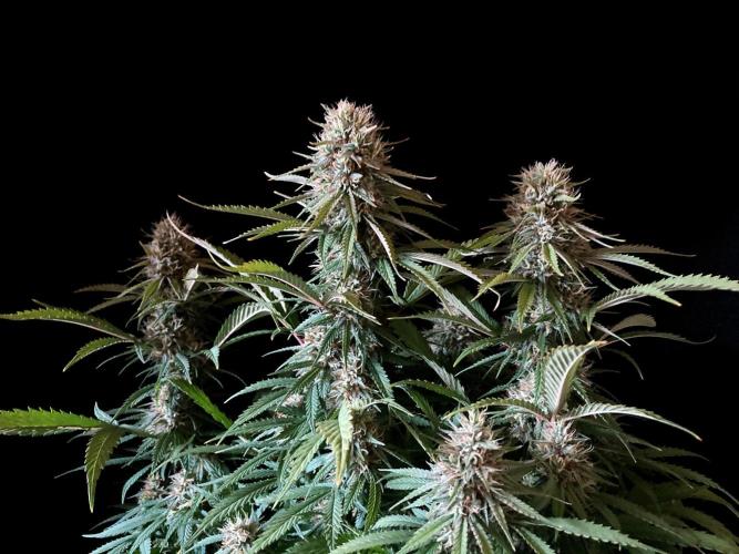 3M 👩 Runtz x Brazil. Week 16