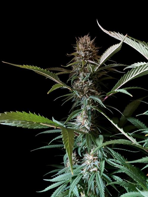 3M 👩 Runtz x Brazil. Week 16