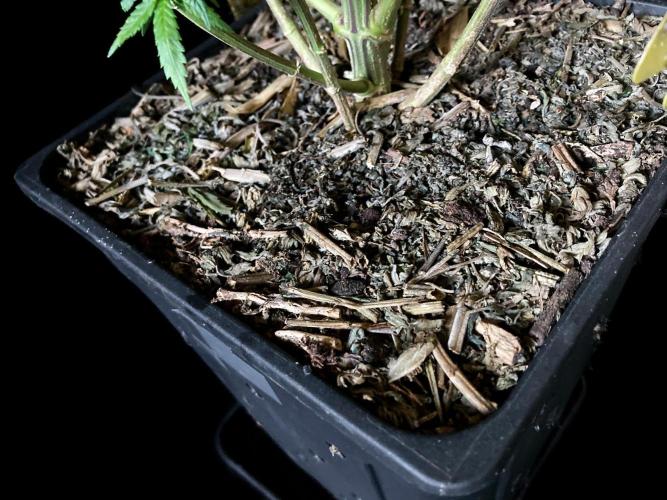 3M 👩 Runtz x Brazil. Week 16