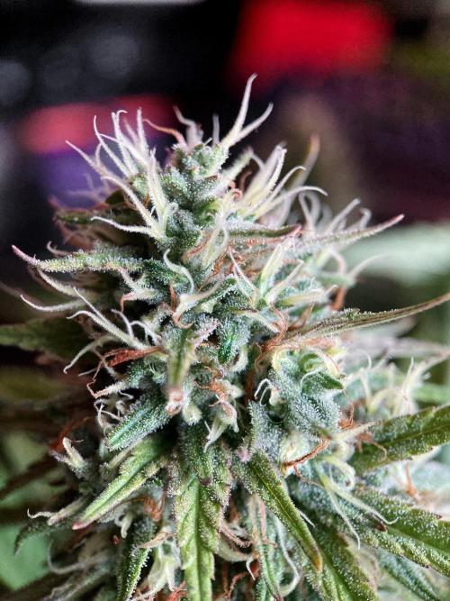 3M 👩 Runtz x Brazil. Week 16