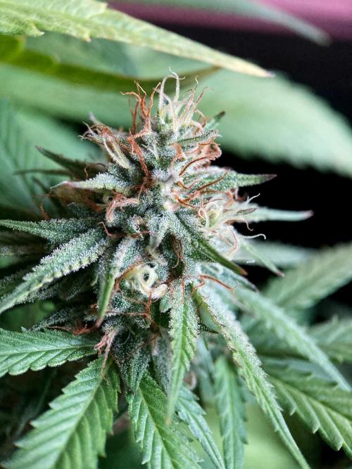 3M 👩 Runtz x Brazil. Week 16