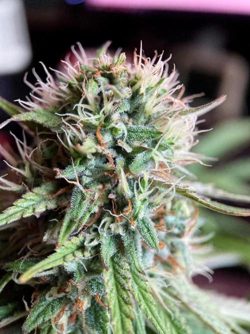 3M 👩 Runtz x Brazil. Week 16