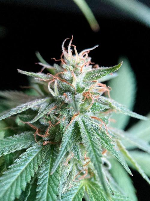 3M 👩 Runtz x Brazil. Week 16