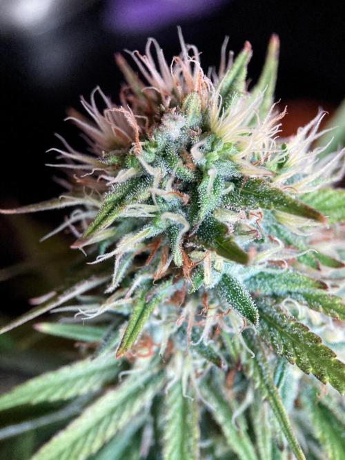 3M 👩 Runtz x Brazil. Week 16