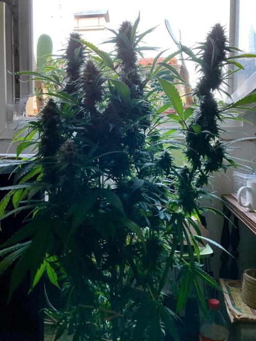 3M 👩 Runtz x Brazil. Week 16