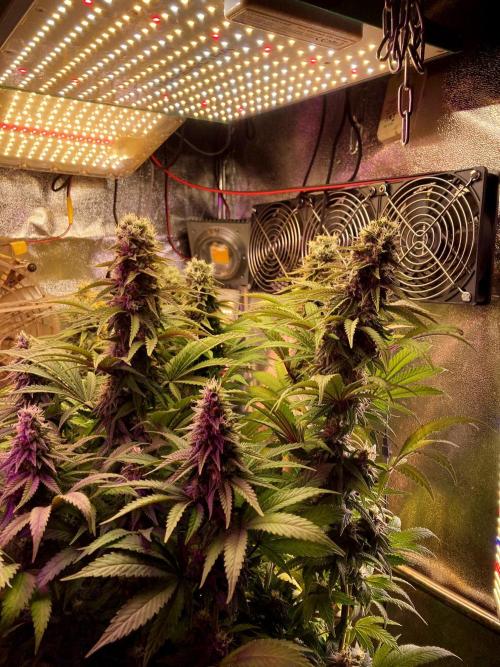 3M 👩 Runtz x Brazil. Week 16