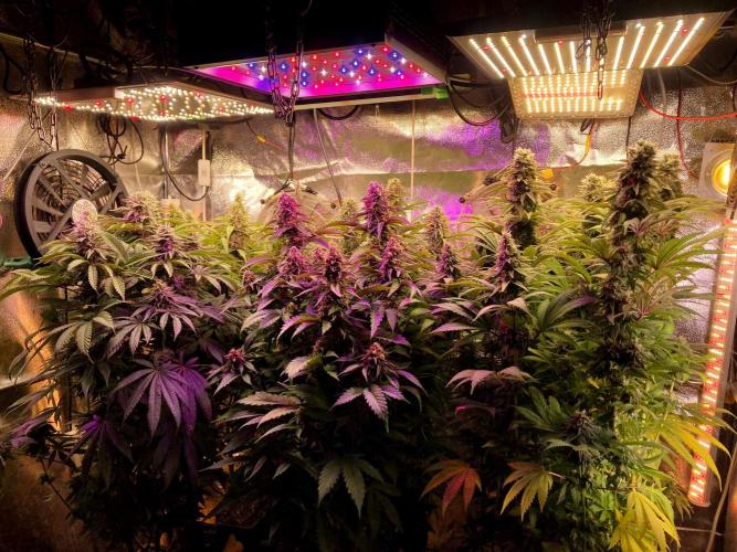 3M 👩 Runtz x Brazil. Week 16