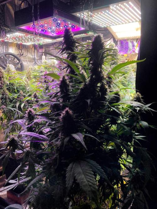 3M 👩 Runtz x Brazil. Week 16