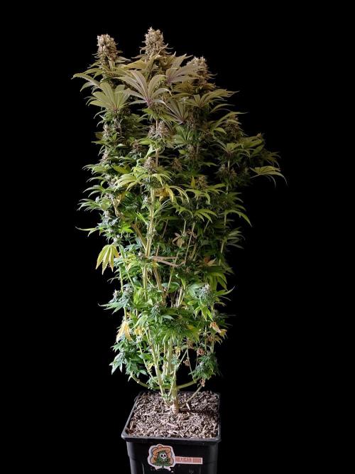 3M 🌮 Mexican Rush. Week 16