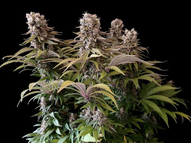 3M 🌮 Mexican Rush. Week 16