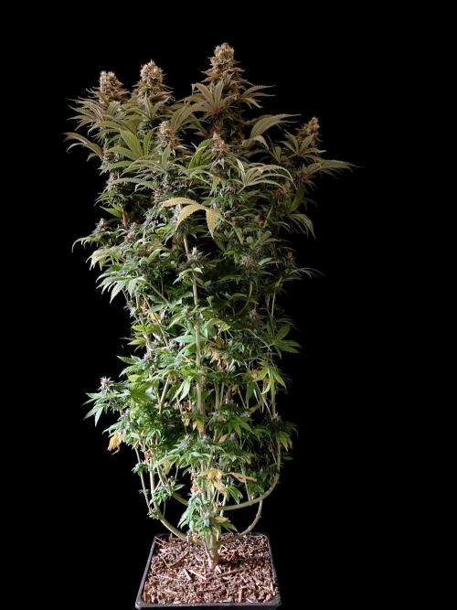 3M 🌮 Mexican Rush. Week 16