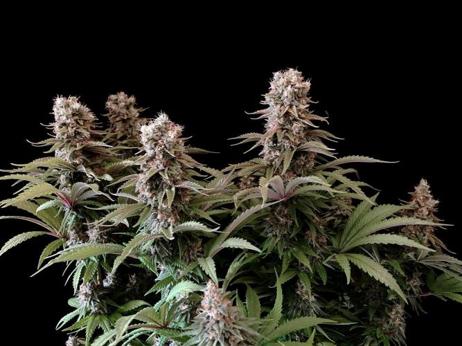 3M 🌮 Mexican Rush. Week 16