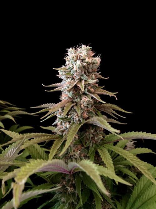 3M 🌮 Mexican Rush. Week 16