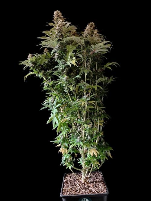 3M 🌮 Mexican Rush. Week 16