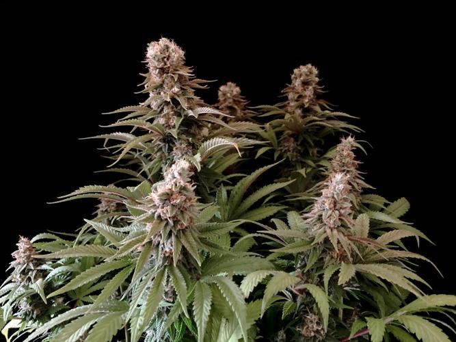3M 🌮 Mexican Rush. Week 16